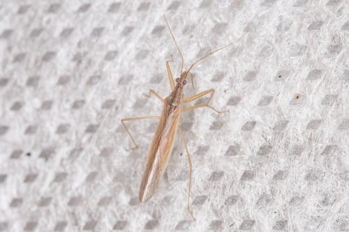 Réf. 274 215 : Nabis capsiformis